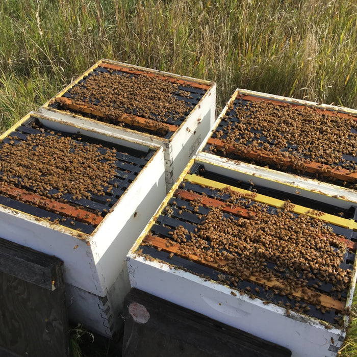 Grading Bees for California Almond Pollination