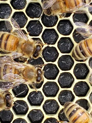 Spotting Eggs and Larvae