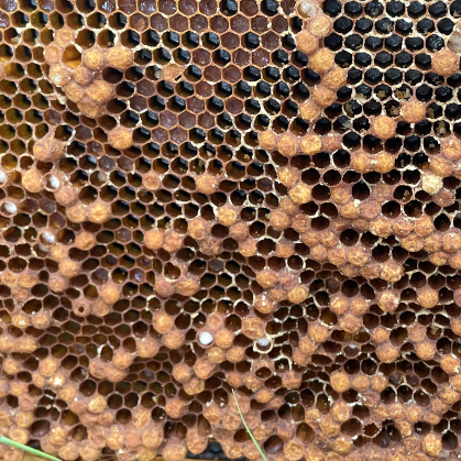 DRONE LAYING QUEEN, LAYING WORKERS AND GENETIC DIVERSITY