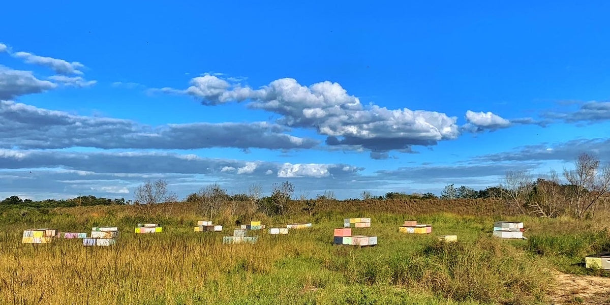 Setting Up Bee Yards — The Bee Supply