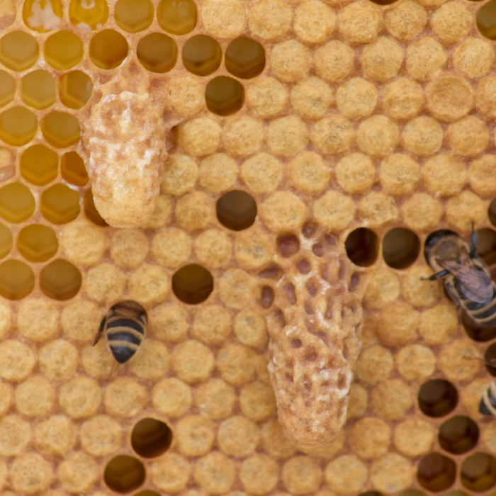 My Hive Has Queen Cells And A Laying Queen! Now What?