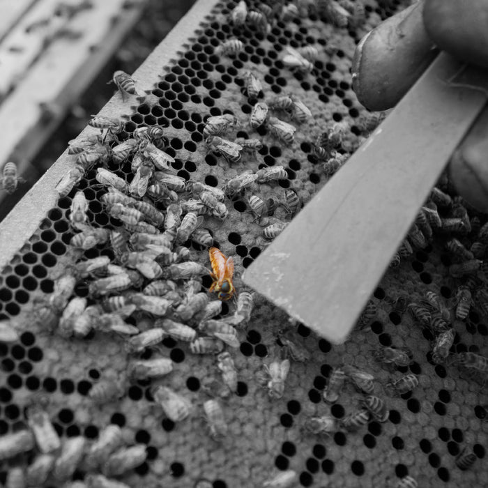 If I Don't Control Varroa Mites Will My Bees Become Naturally Resistant to Varroa?