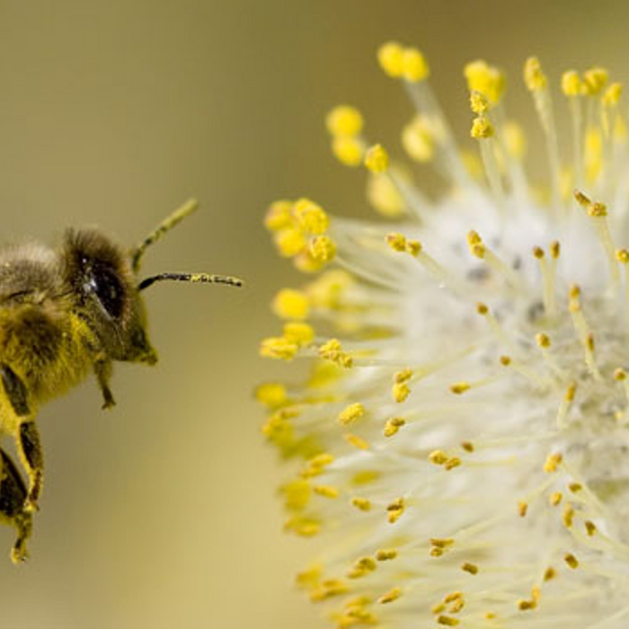 Bee Friendly Pest Management