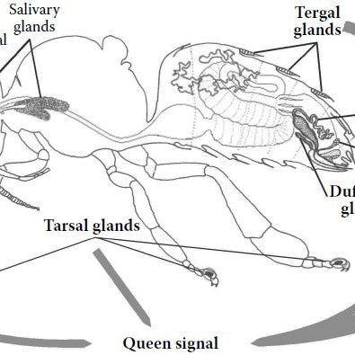 Pheromones –  Communication without Sound