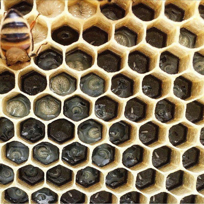 How To Get Your Bees To Draw Comb