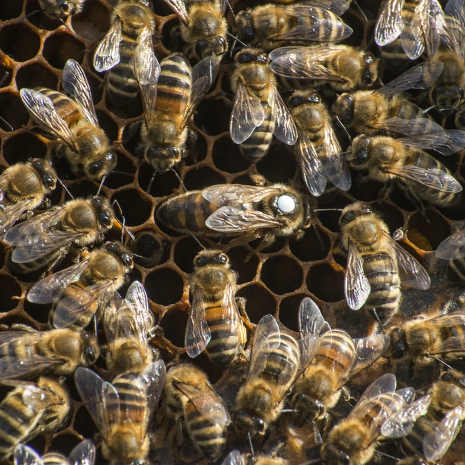 How to Tell When a Hive Needs to be Re-Queened