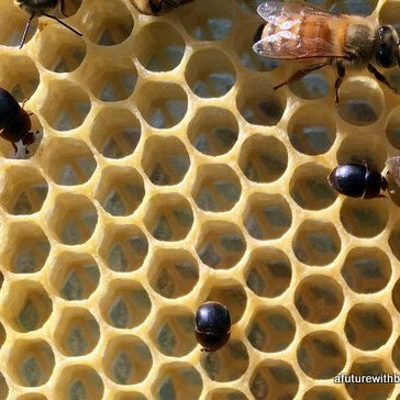Winning the Battle over Small Hive Beetles