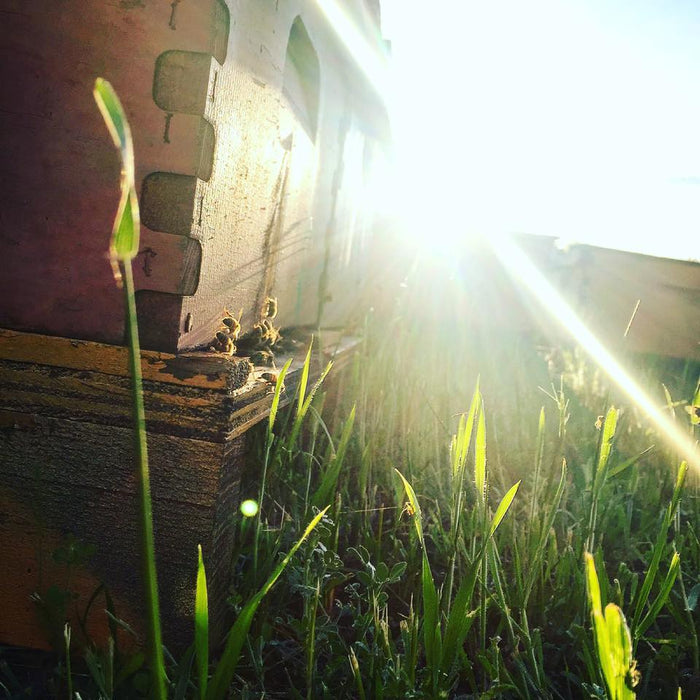 Bee Yard Shuffle