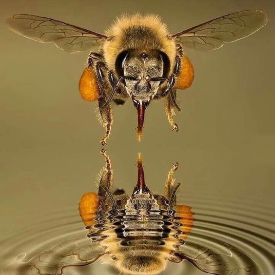 How to Know When the Nectar Flow Begins and When to Add a Honey Super