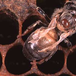 Why is Treating For Varroa Mites So Important?