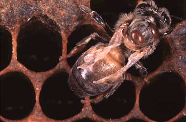 Why is Treating For Varroa Mites So Important?