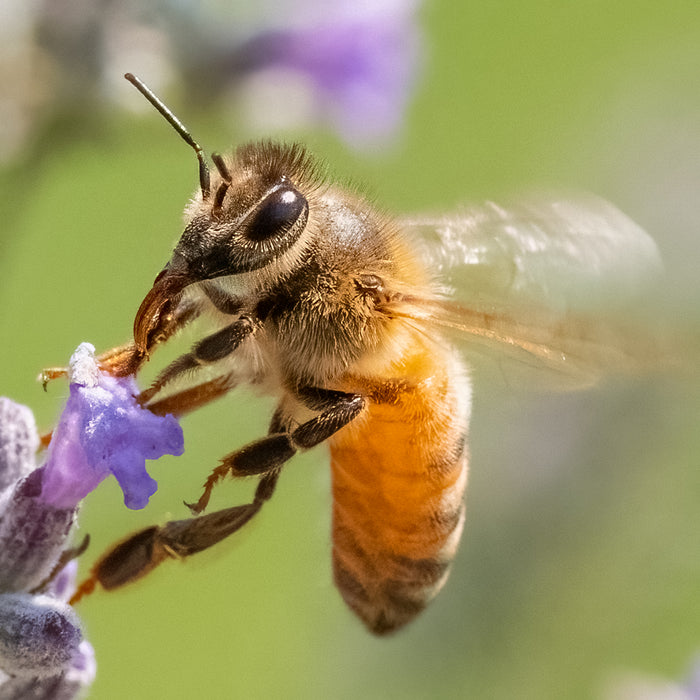 How Honey Bees Hear, Taste, Smell and Feel!