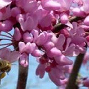 March Beekeeping Tips