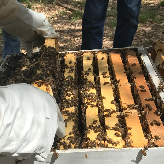 Late Fall and Winter Hive Inspections