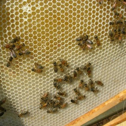 Is the Honey Flow Over? Here's How to Know