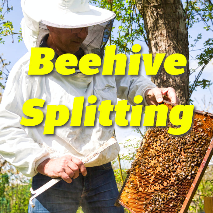 How to split beehives
