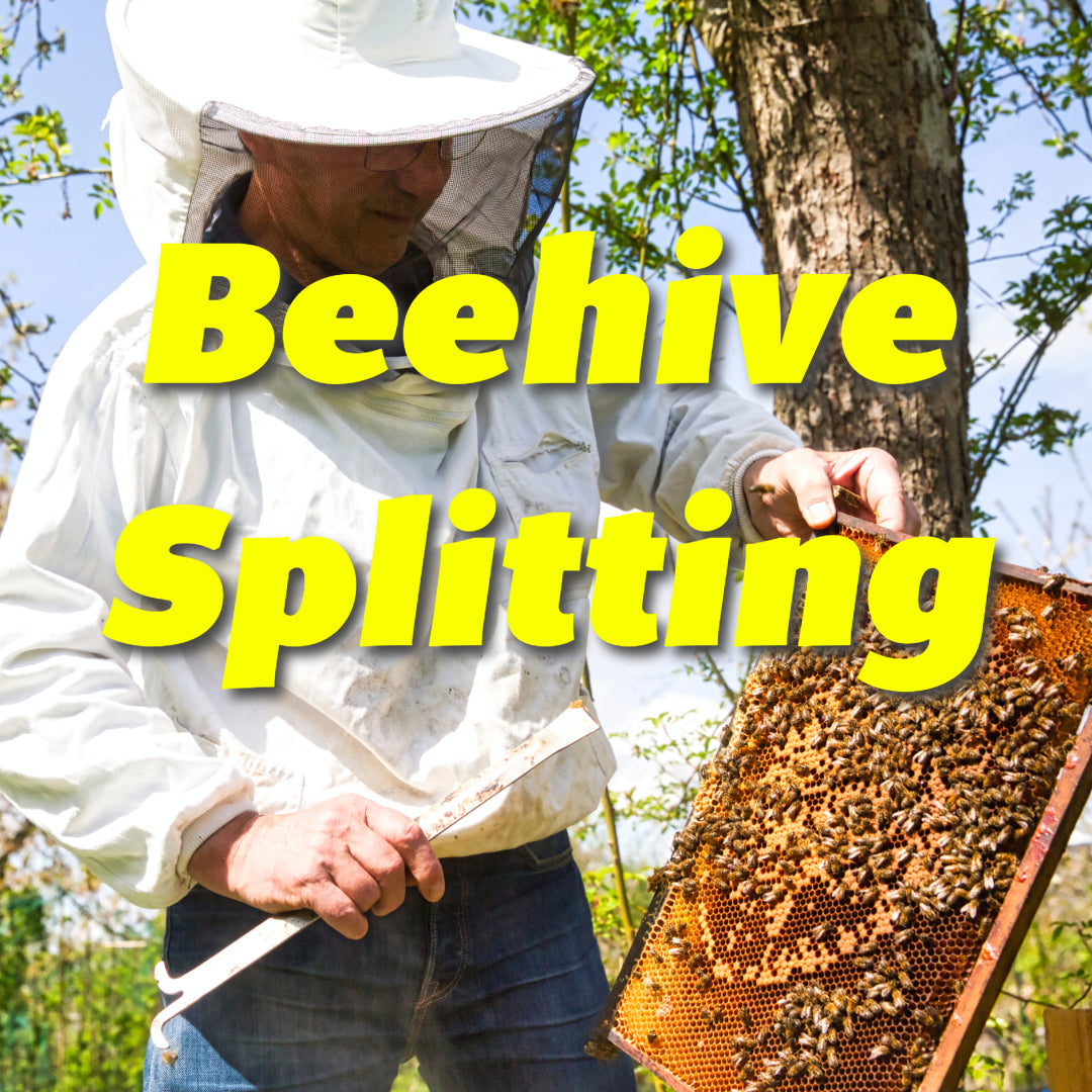 How to split beehives — The Bee Supply