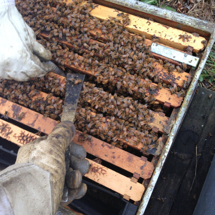 requeening a hive 