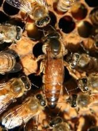 How to Tell When a Hive Needs to be Requeened*