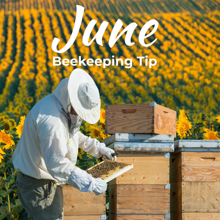 June Beekeeping Tips