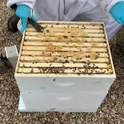 How to Install a Small Hive Beetle Trap-Video