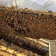 October Beekeeping Tips