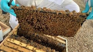 October Beekeeping Tips