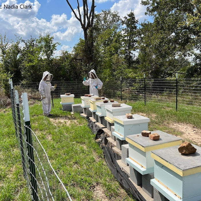 making splits on bee hives