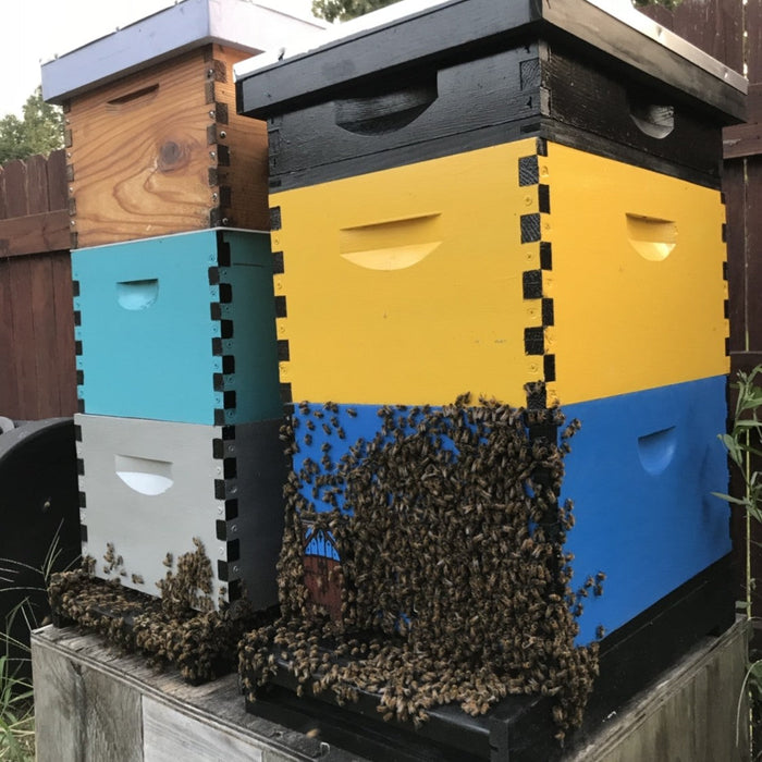 Bearding: A Beehives Way of Cooling Down