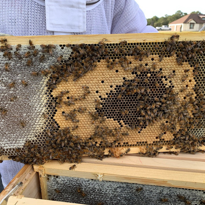 Hive Inspections- Part 3
