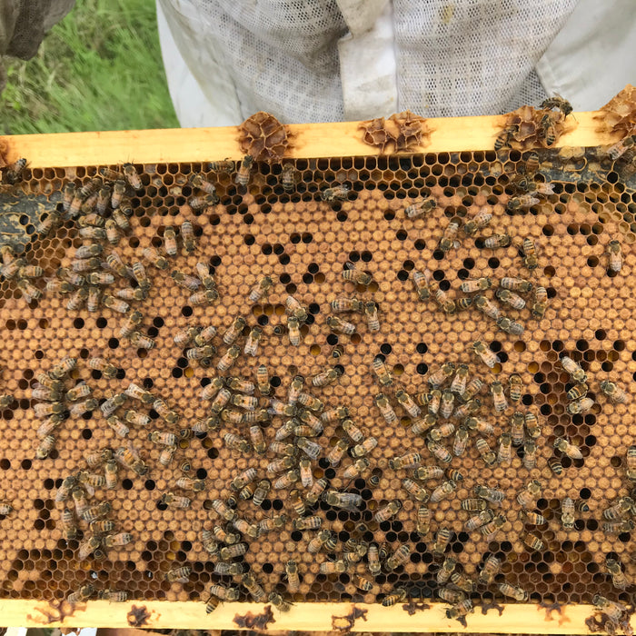 MAINTAINING COLONY STRENGTH THROUGH SUMMER