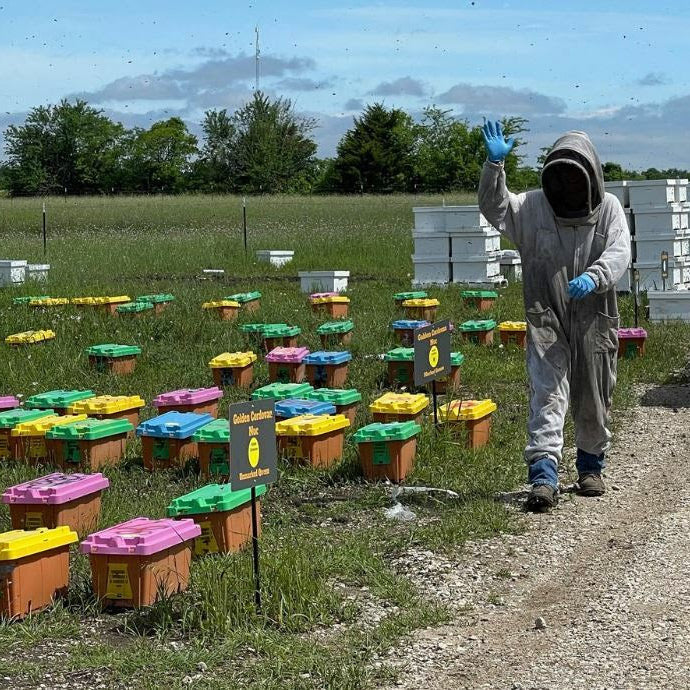 picking up bees 