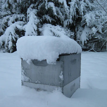 Overcoming Winter Beehive Issues
