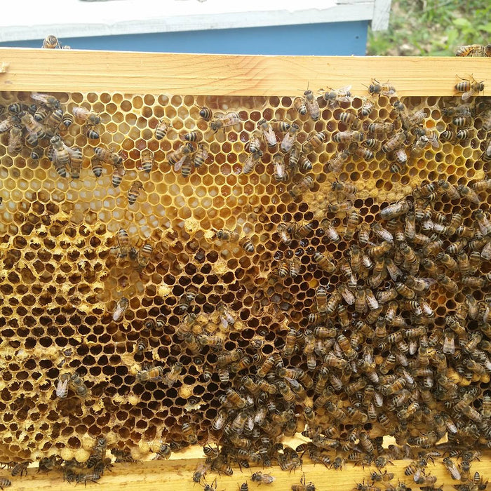 Cannibalized honey bee brood