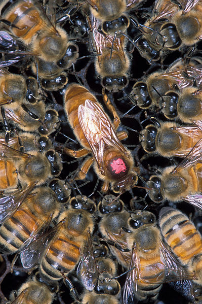 How often should a hive be requeened?