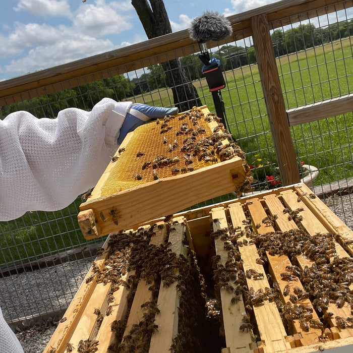 What to Do with High Moisture Honey—AKA: Runny Honey
