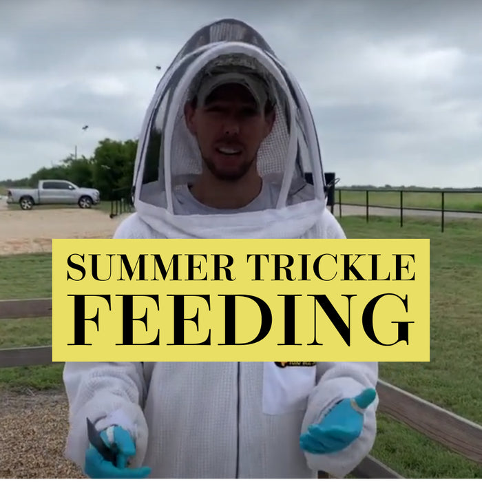 summer trickle feeding