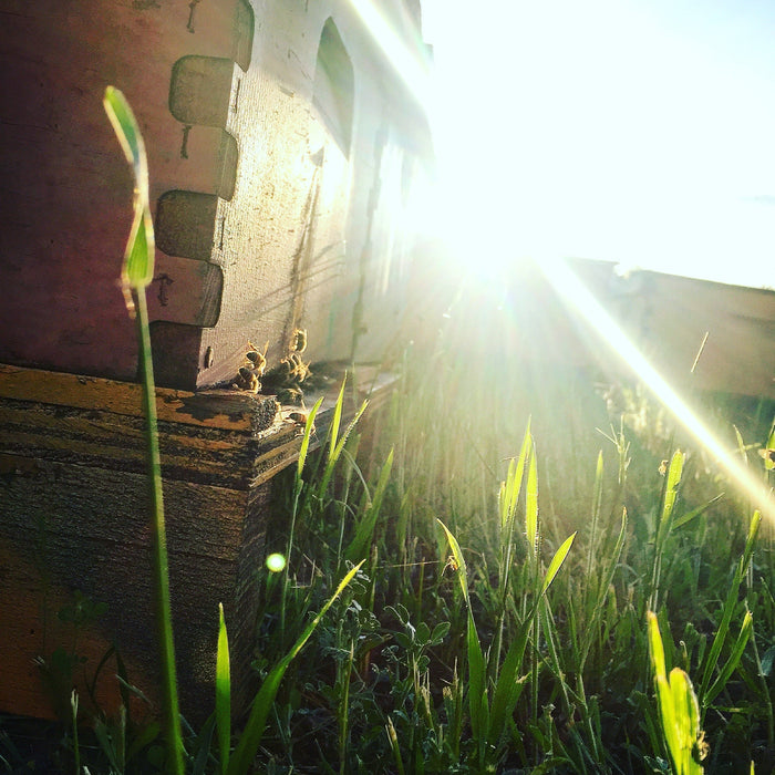 Helping Bees Beat The Heat