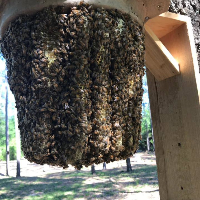 trapping swarms