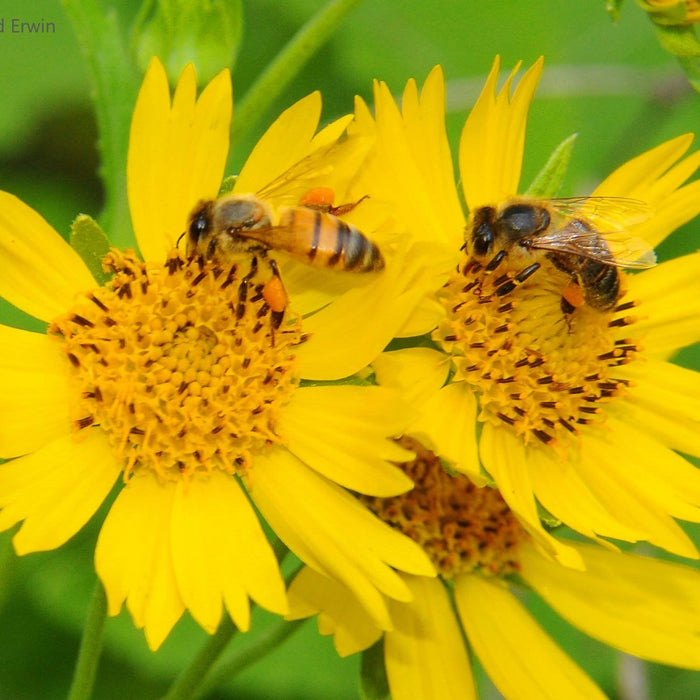 Bees pollinating wildflowers