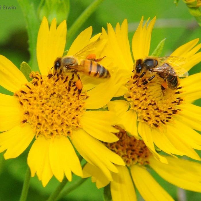 Bees pollinating wildflowers