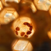 What Happens if I Don’t Treat Varroa Mites?