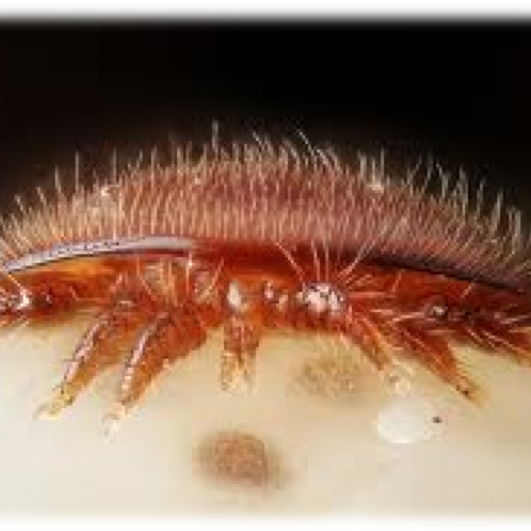 Why is Treating Varroa Mites so Important?