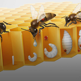 Life Cycle of a killer varroa mites