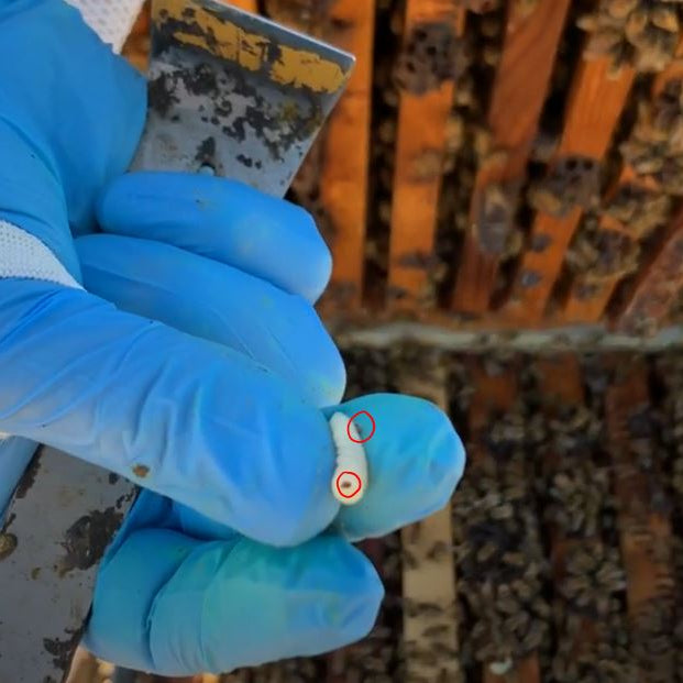 VARROA DESTRUCTOR: THE LIFE CYCLE OF A KILLER