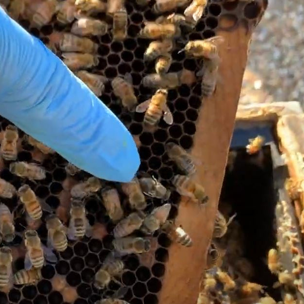 Varroa IPM - Integrated Pest Management