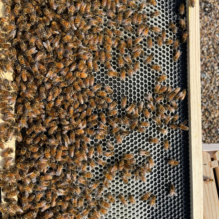 How to Know When the Nectar Flow Begins and When to Add a Honey Super