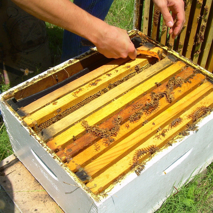 Preparing Weak Hives for Fall and Winter