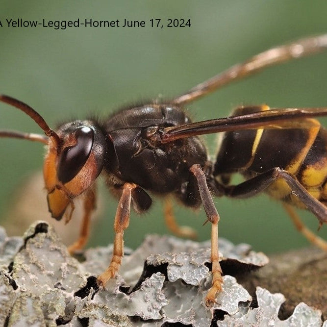 What's the Buzz About Yellow Legged Hornets?