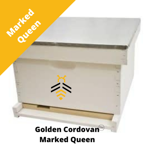 2025 Golden Cordovan Single - Marked